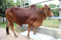 Cow 438