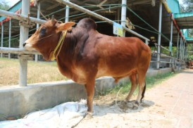 Cow 307
