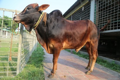 Cow 402