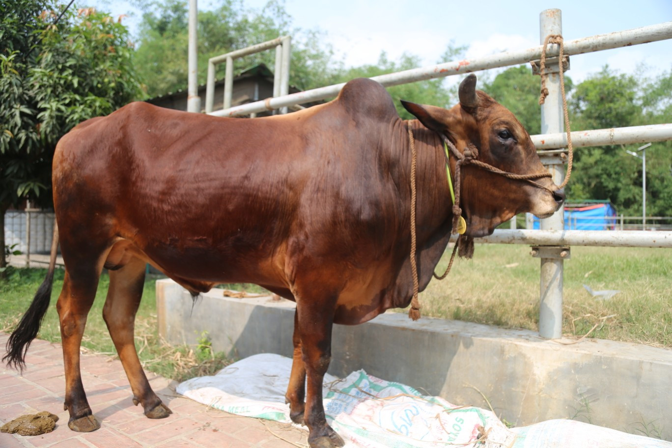 Cow 435
