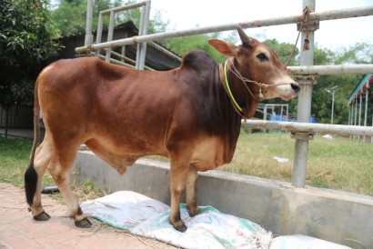 Cow 409