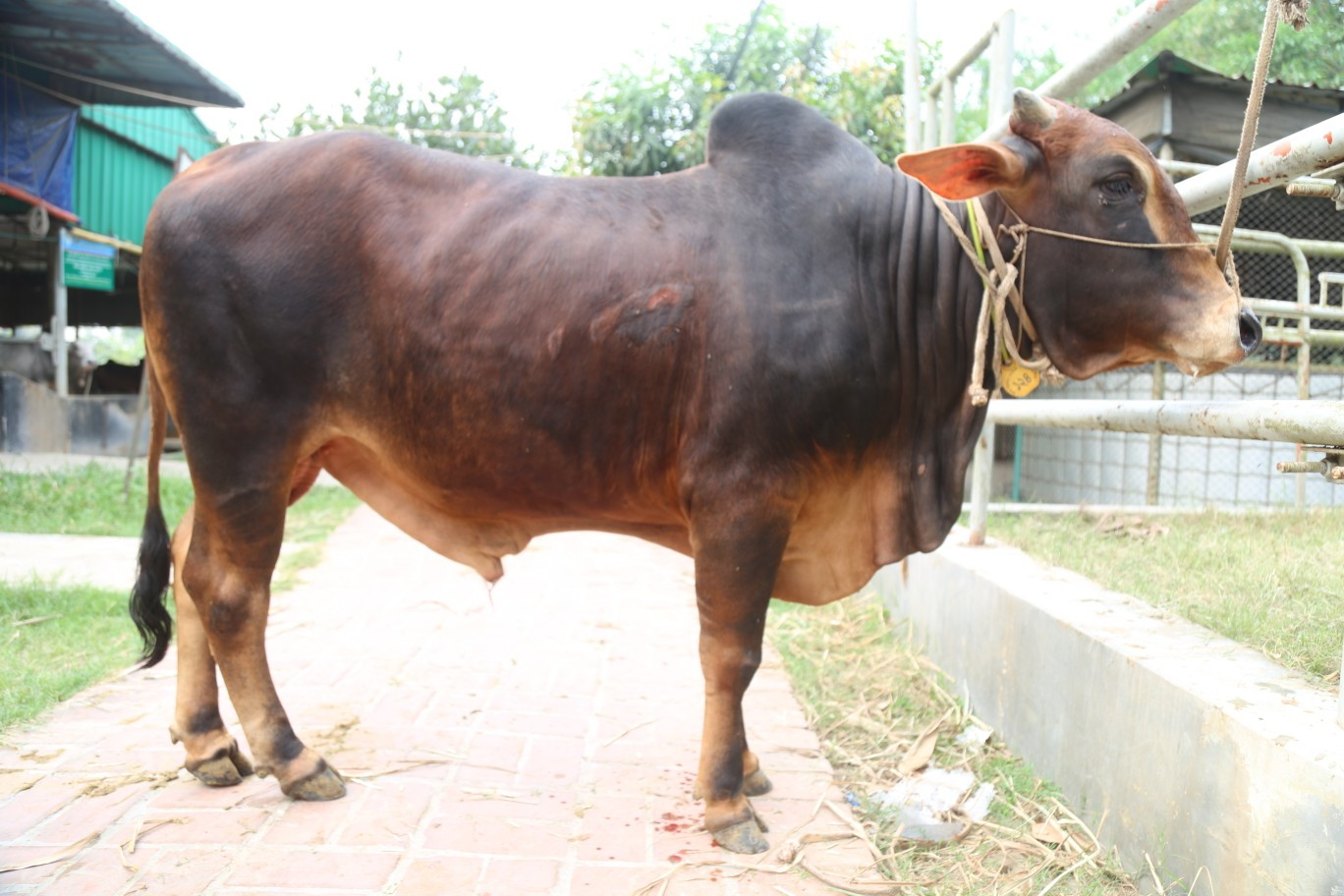 Cow 124