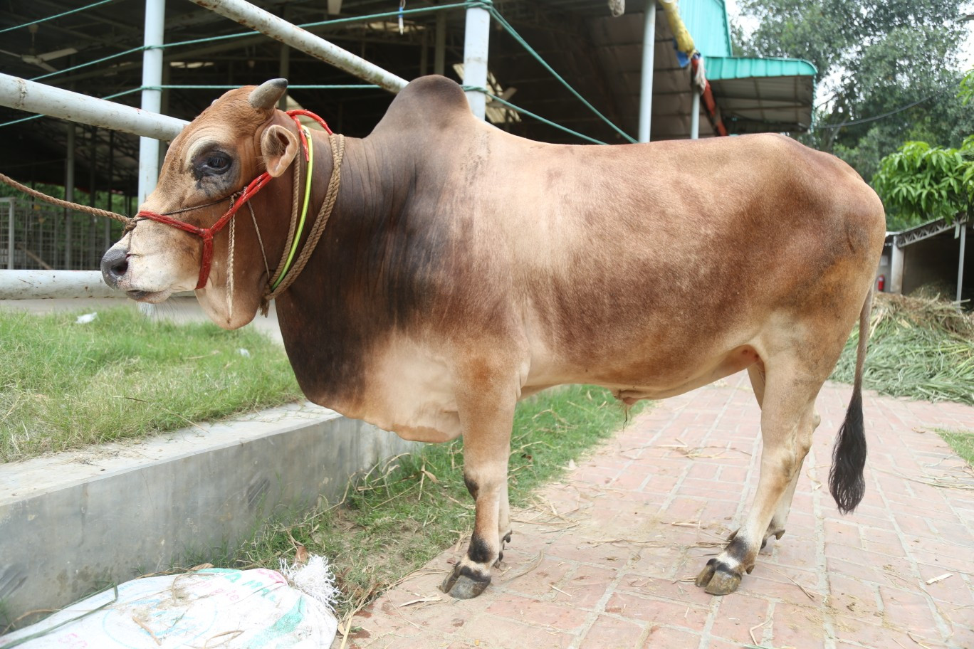 Cow 427
