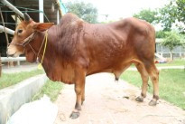 Cow 440
