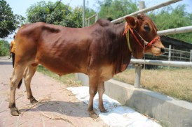 Cow 231