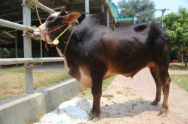 Cow 499