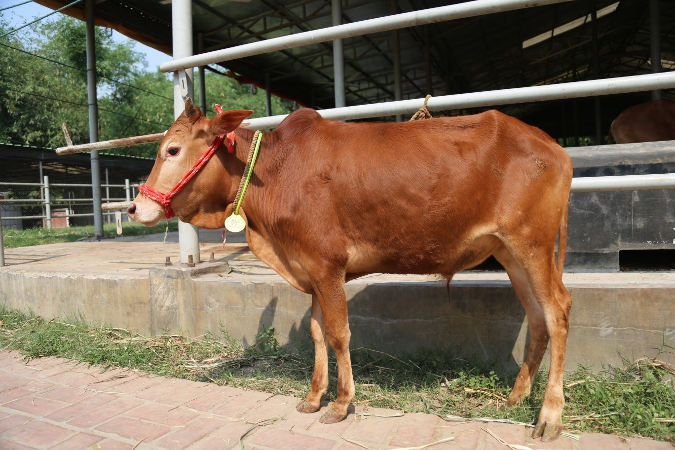 Cow 367 (For Sale but not for Qurbani)