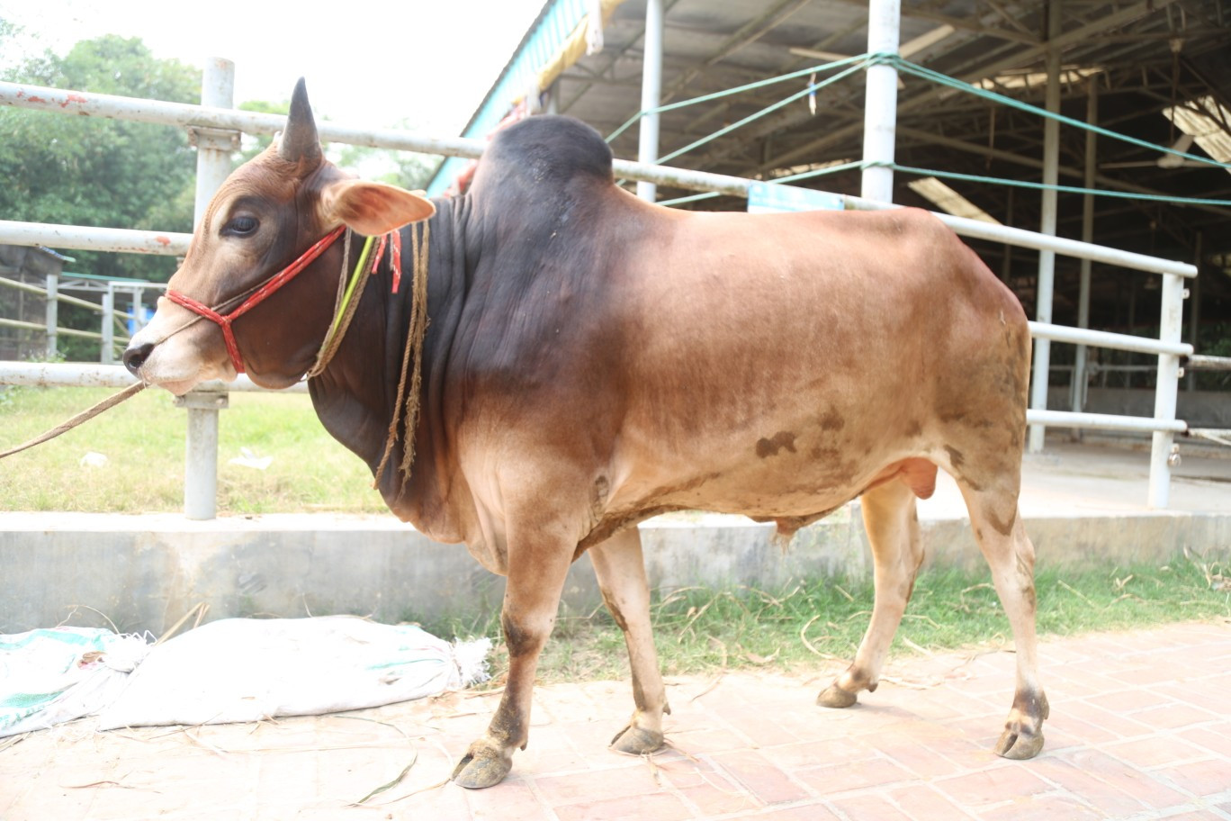 Cow 335