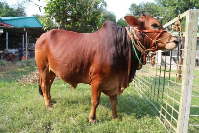 Cow 417