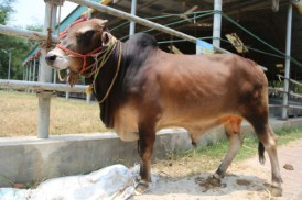 Cow 410