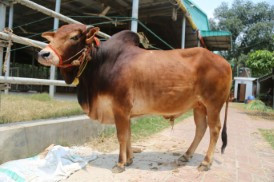 Cow 500