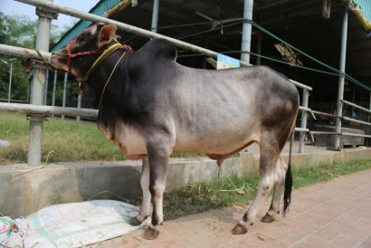 Cow 341