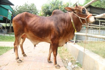 Cow 280