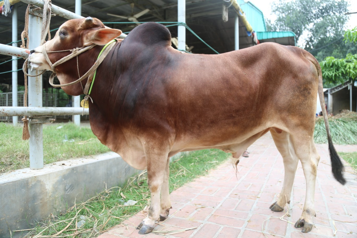 Cow 421